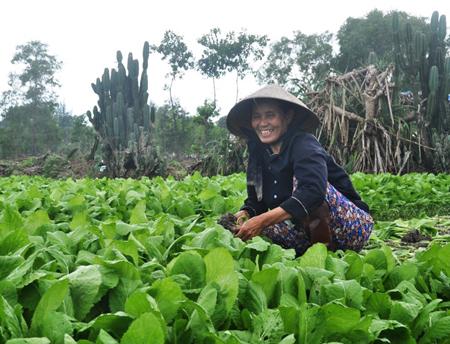 Rau điền lộc