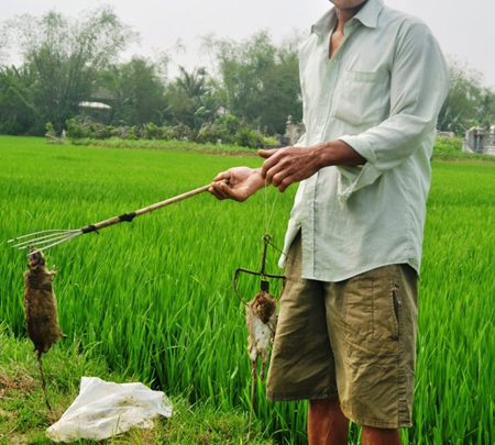 nong dan hue diet chuot